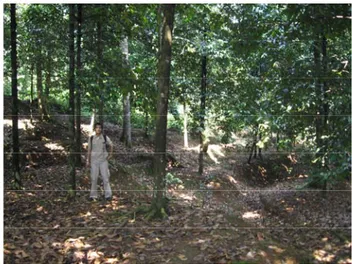Gambar 9. Perkebunan manggis pada kawasan Cendawasari. 
