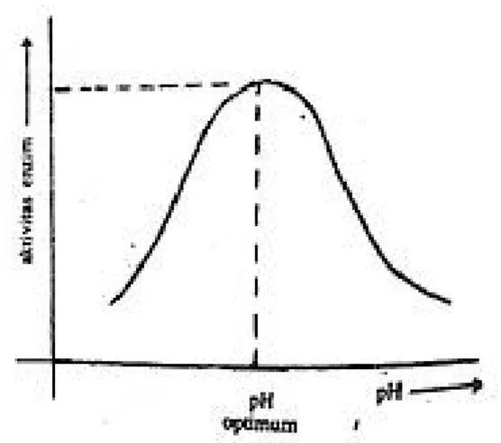 Gambar 8. Pengaruh pH terhadap Aktivitas Enzim  (Poedjiadi, A., 2009) 