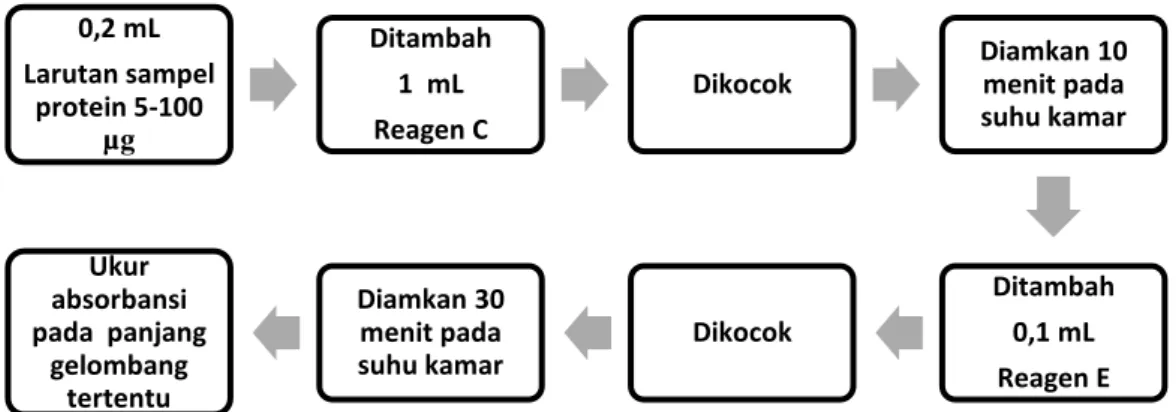 Gambar 11. Bagan Prosedur Penentuan Kadar Protein  