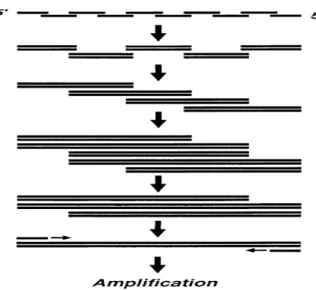 Gambar 1.3 Metode recursive PCR (Prodromou and Pearl, 1992) 