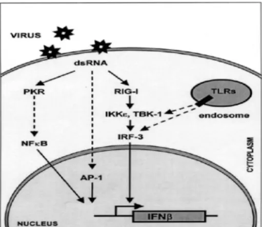 Gambar 1.1 Produksi IFNβ oleh induksi virus (Weber, Kochs, and Haller, 2004) 