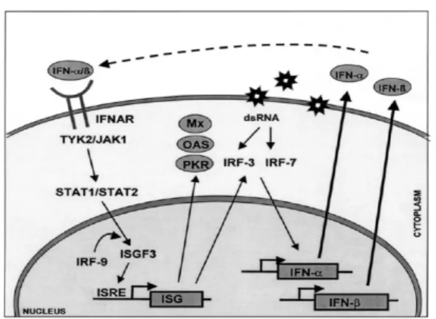 Gambar 1.2 Mekanisme kerja IFNα/β (Weber, Kochs, and Haller, 2004) 