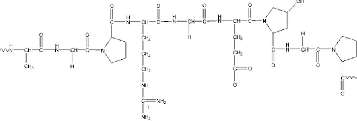 Gambar 3. Struktur kimia gelatin (Belitz, dkk., 2007) 