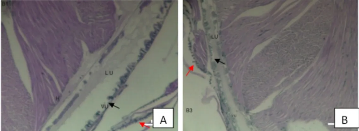 Gambar  2. Perubahan  histologi  pada  usus  dan  otot  udang  pada  perlakuan  A  dan perubahan  histologi  usus  udang  pada  perlakuan  B