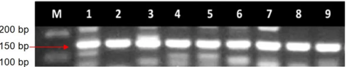 Gambar  8. Hasil PCR kedua dengan menggunakan primer IAVh. Lajur 1 adalah perlakuan A  pengamatan jam  ke-1