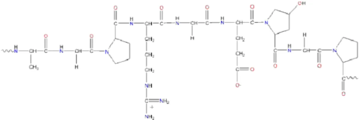 Gambar 2. Struktur Kimia Gelatin (Belitz, dkk., 2007) 
