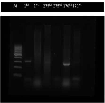 Gambar  1  memperlihatkan  bahwa  gen-gen  virulen  hemolisin  ini  ada  yang  dapat  tereksperesi pada kondisi wild type dan ada yang nanti terekspresi setelah dipicu dengan penambahan rifampicin yang terdeteksi pada panjang gelombang 308 base pare (bp)