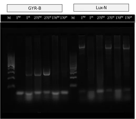 Gambar  2. Hasil PCR genom Banyuwangi, Takalar, dan Pinrang untuk gen Gyr dan Lux-N