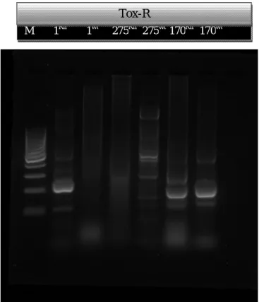 Gambar  3. Hasil  PCR  Genom  Banyuwangi,  Takalar, dan Pinrang untuk Tox-R