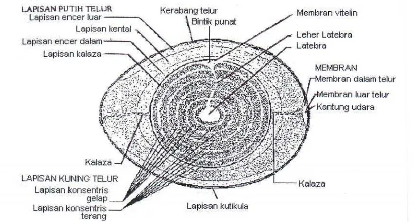Gambar 1. Struktur Telur (Stadelman dan Cotterill, 1995) 