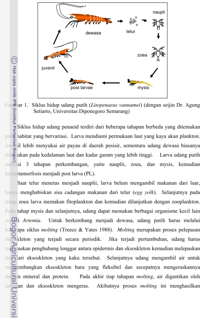Gambar 1.  Siklus hidup udang putih (Litopenaeus vannamei) (dengan seijin Dr. Agung  Setiarto, Universitas Diponegoro Semarang) 