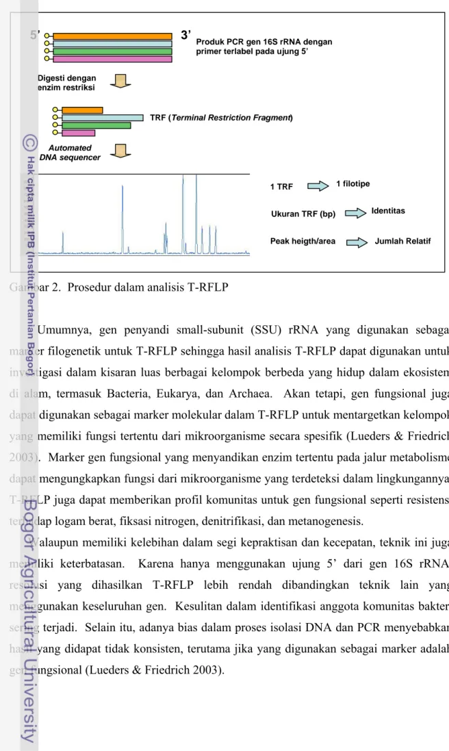 Gambar 2.  Prosedur dalam analisis T-RFLP    