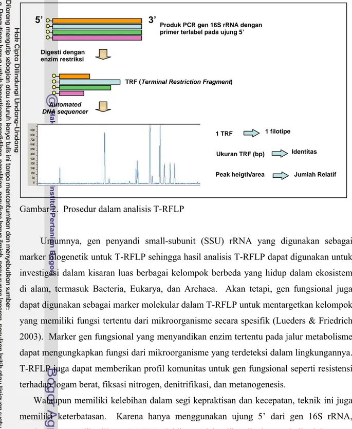 Gambar 2.  Prosedur dalam analisis T-RFLP    