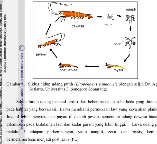 Gambar 1.  Siklus hidup udang putih (Litopenaeus vannamei) (dengan seijin Dr. Agung  Setiarto, Universitas Diponegoro Semarang) 