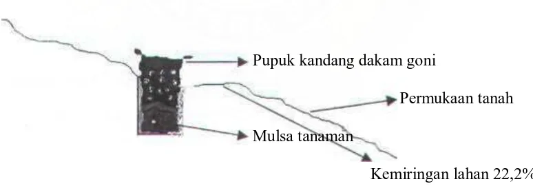 Gambar 6. Penampang Melintang Perlakuan Tebar Merata / Konvensional 