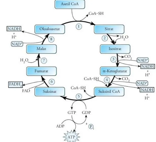 Gambar 3. Siklus Krebs (Campbell, dkk., 2010). 