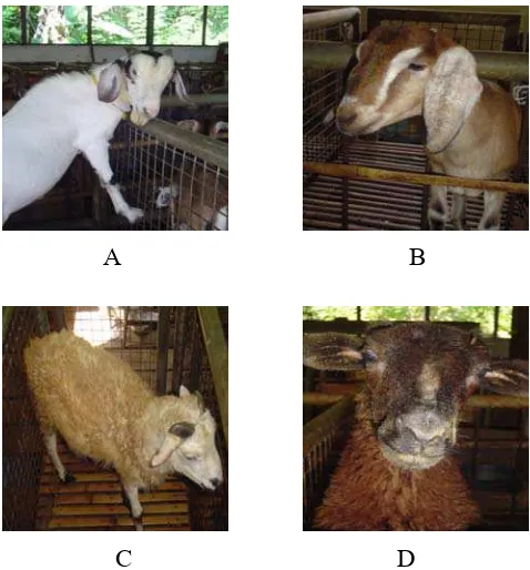 Gambar 2.  Ternak Penelitian: A. Kambing Jantan, B. Kambing Betina, C. Domba Jantan, D