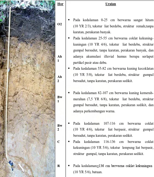 Gambar 1. Penampang Profil Tanah di desa Serdang Kecamatan Barus Jahe, Kabupaten Karo  