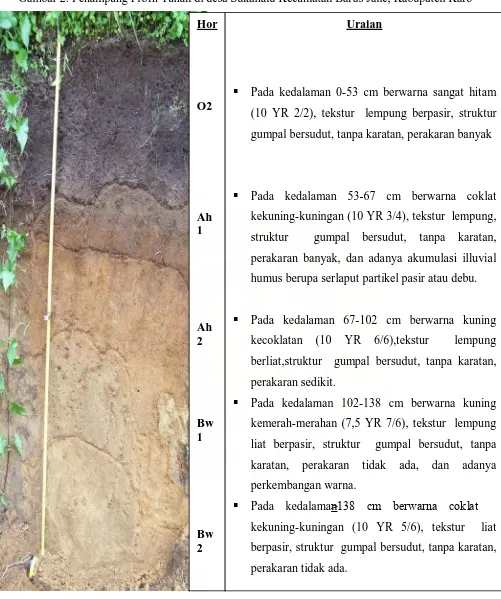 Gambar 2. Penampang Profil Tanah di desa Sukanalu Kecamatan Barus Jahe, Kabupaten Karo 