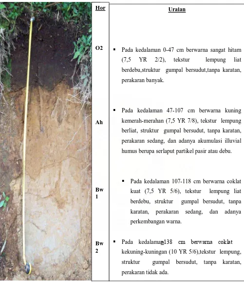 Gambar 3. Penampang Profil Tanah di desa Sinaman Kecamatan Barus Jahe, Kabupaten Karo 
