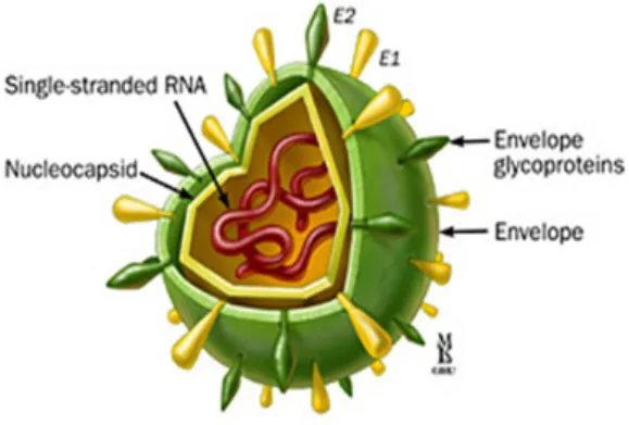 Gambar 1. Struktur Virion HCV. 3 Stuktur genom HCV terdiri atas satu  ORF (open reading frame) yang memberi  kode pada polipeptida komponen struktural,  yang terdiri atas nukleokapsid (inti C), protein  selubung atau envelope (E1 dan E2), serta  bagian non