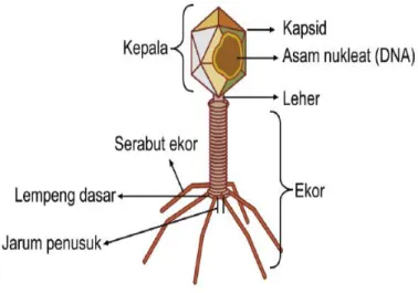 Gambar 3. Struktur Tubuh Bakteriofage 