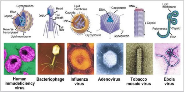 Gambar 4. Macam-macam bentuk virus  Sumber :  https://www.dictio.id 