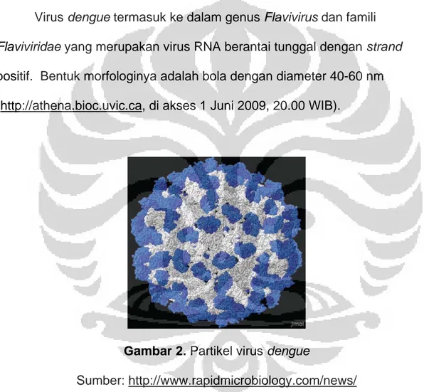 Gambar 2. Partikel virus dengue 