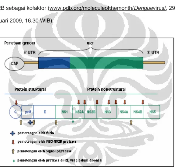 Gambar 3. Pemetaan genome dari virus dengue  Sumber: Melino, et al., 2007 