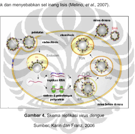 Gambar 4. Skema replikasi virus dengue  Sumber: Karin dan Franz, 2006 