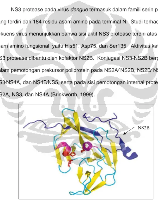 Gambar 7. NS3 protease dengan kofaktor NS2B  Sumber : Melino, et al., 2007 