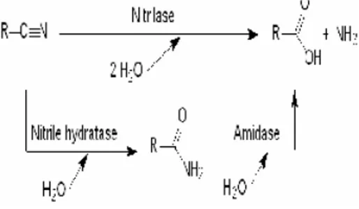 Gambar 3  Biokonversi senyawa nitril        oleh nitrilase, amidase, dan                    NHase