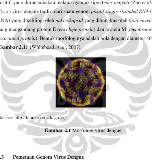 Gambar 2.1 Morfologi virus dengue 