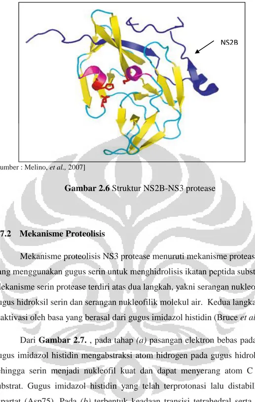 Gambar 2.6 Struktur NS2B-NS3 protease 