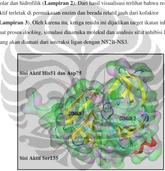Gambar 4.1 Visualisasi celah yang terbentuk antara ke dua domain   Dengan memperhatikan Gambar 4.1 protease pada virus dengue tersusun  dari dua domain protein yang memiliki 180 residu asam amino dan terhubung  dengan 47 residu utama NS2B (Iempridee, 2008)