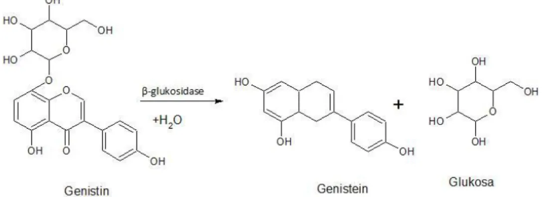 Tabel 1 juga menunjukkan bahwa kandungan isoflavon genistein hari ke-0 dimana  sampel  berupa  kedelai  yang  telah  dimasak  dan  diberi  ragi  memiliki  kandungan  genistein  sebesar  130,26  μg/g  kemudian  mengalami  penurunan  dan  peningkatan  selama