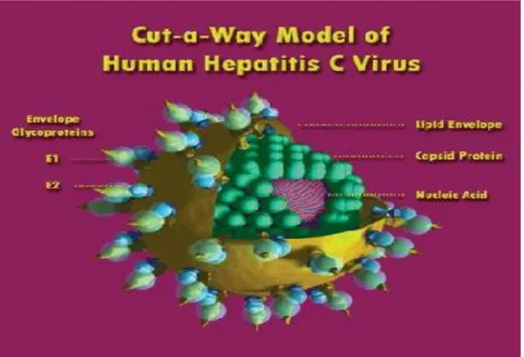 Gambar 7. Virus hepatitis C II.5.2 Epidemiologi