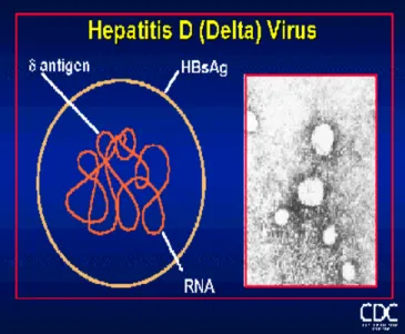 Gambar  9. Virus hepatitis D II.6.2 Epidemiologi