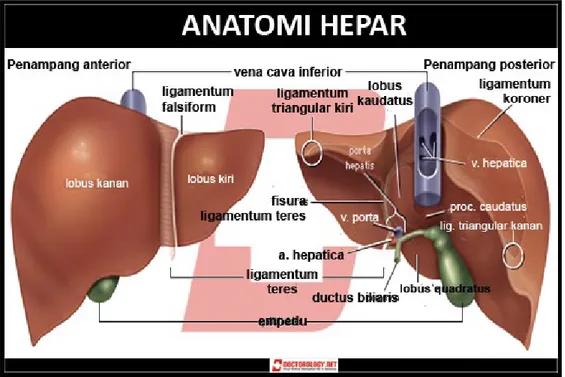 Gambar 1. Anatomi hepar