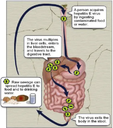 Gambar 7. Patogenesis hepatitis E