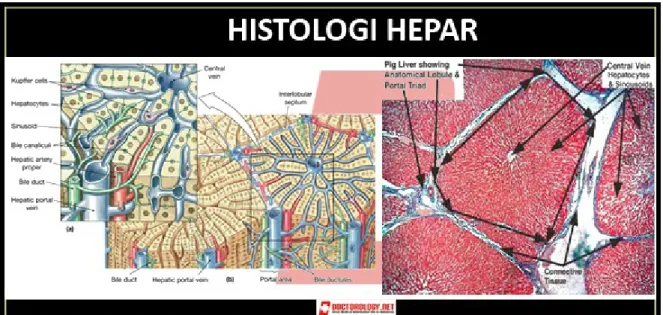 Gambar 2. Histologi hepar