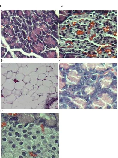Gambar 1. Preparat Histopatologi Sel-Sel Eksokrin Pankreas Tikus Putih Kelompok Kontrol Negatif, 