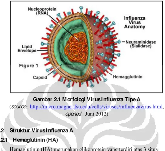 Gambar 2.1 M orfologi Virus I nfluenza Tipe A 