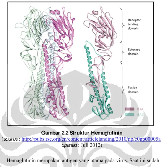 Gambar 2.2 Struktur Hemaglutinin 