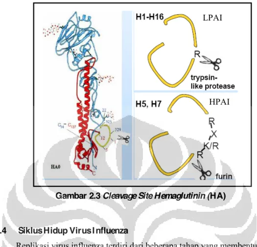 Gambar 2.3 Cleavage Site Hemaglutinin (HA) 