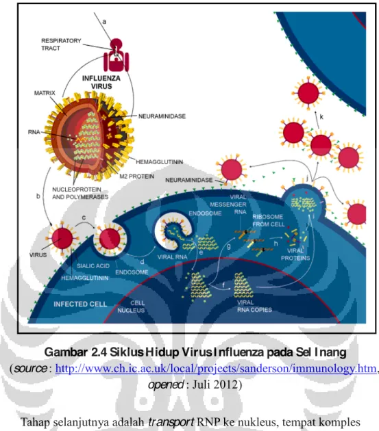 Gambar 2.4 Siklus Hidup Virus I nfluenza pada Sel I nang  (source : http://www.ch.ic.ac.uk/local/projects/sanderson/immunology.htm, 