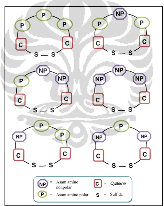 Gambar 4.5 Rancangan Ligan Peptida Siklis Disulfida 