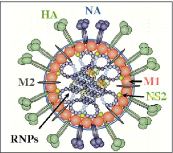 Gambar 2.1. Morfologi virus influenza tipe A. 
