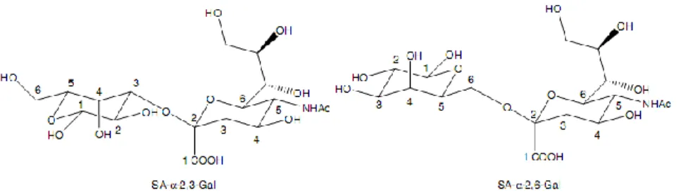 Gambar 2.4.  Struktur Sia(α2-3)Gal dan Sia(α2-6)Gal  (Minyong Li &amp; Binghe Wang, 2006)