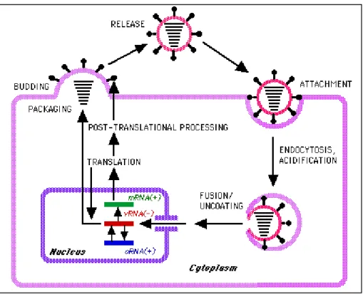 Gambar 2.5.  Mekanisme infeksi virus H1N1  (Kuiken T, et al. 2006) 